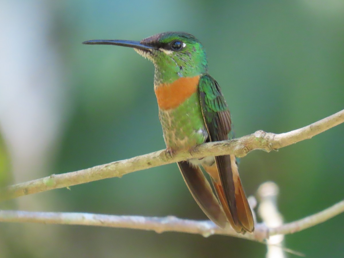 kolibřík nazlátlý - ML595732521