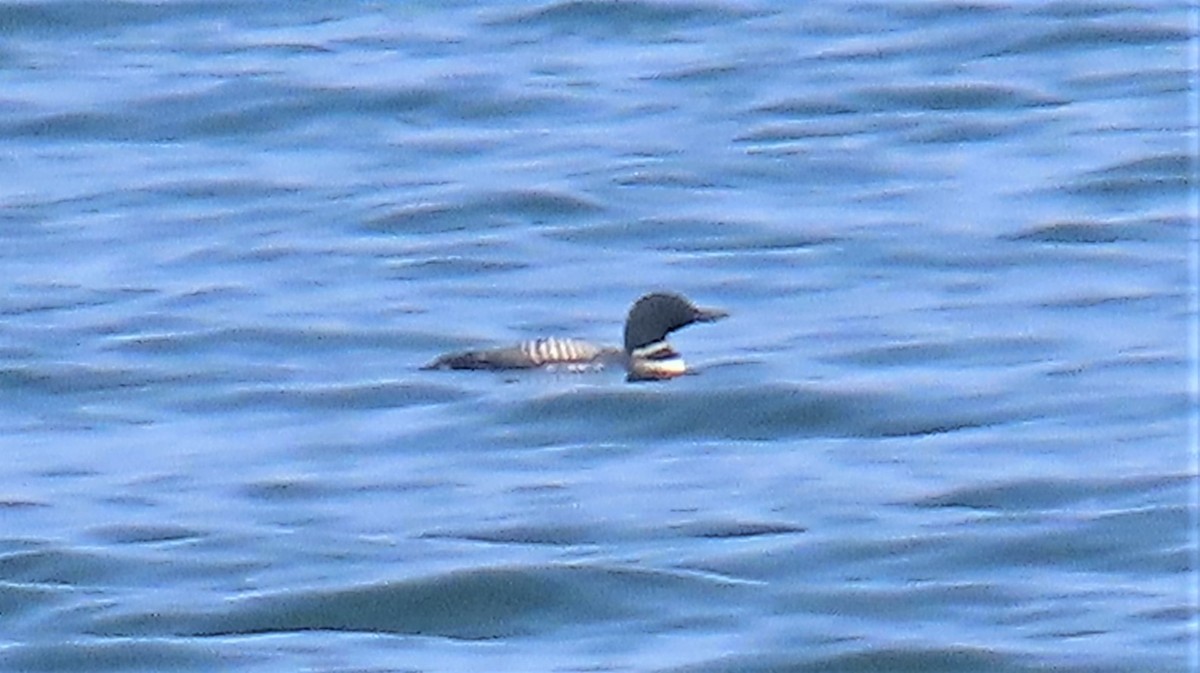 Common Loon - ML595732821