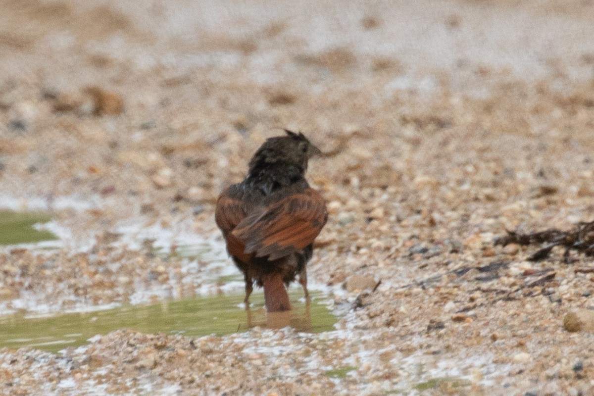 Crested Bunting - ML595733581