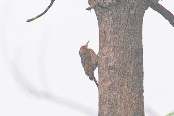 Gray-headed Woodpecker (Black-naped) - ML595733851