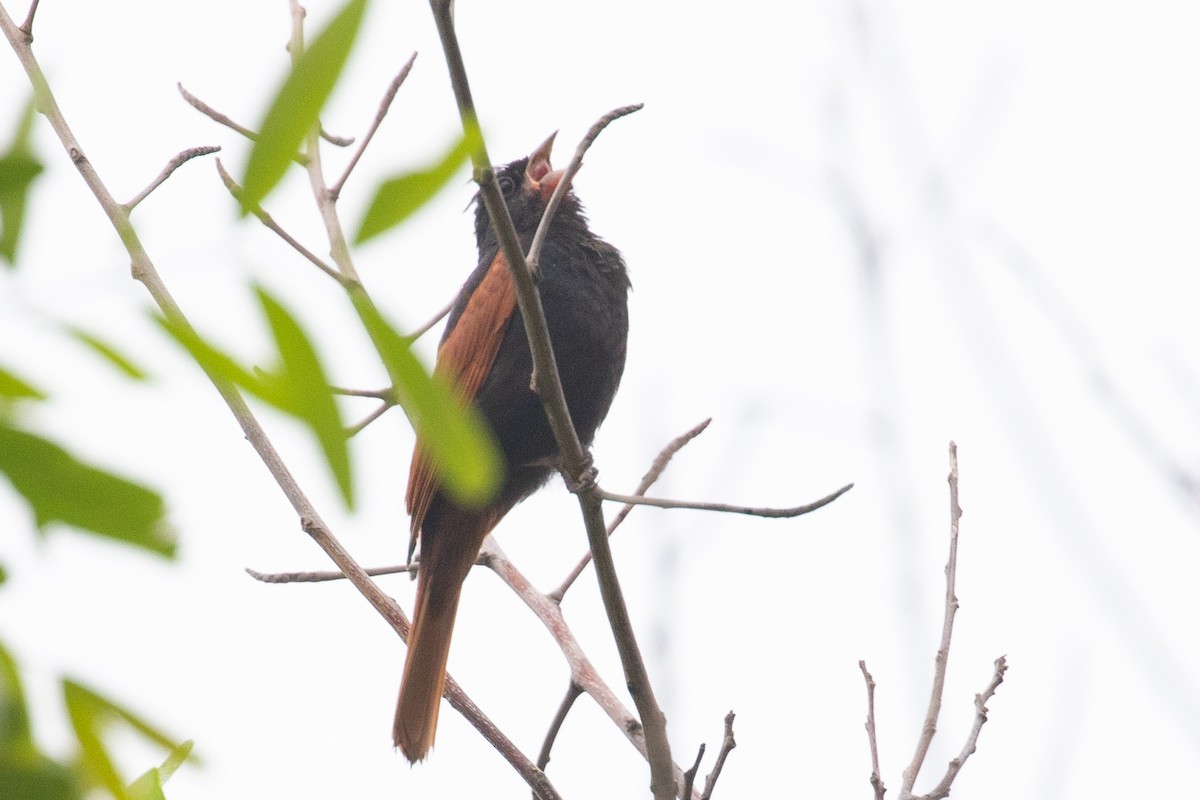 Crested Bunting - ML595733931