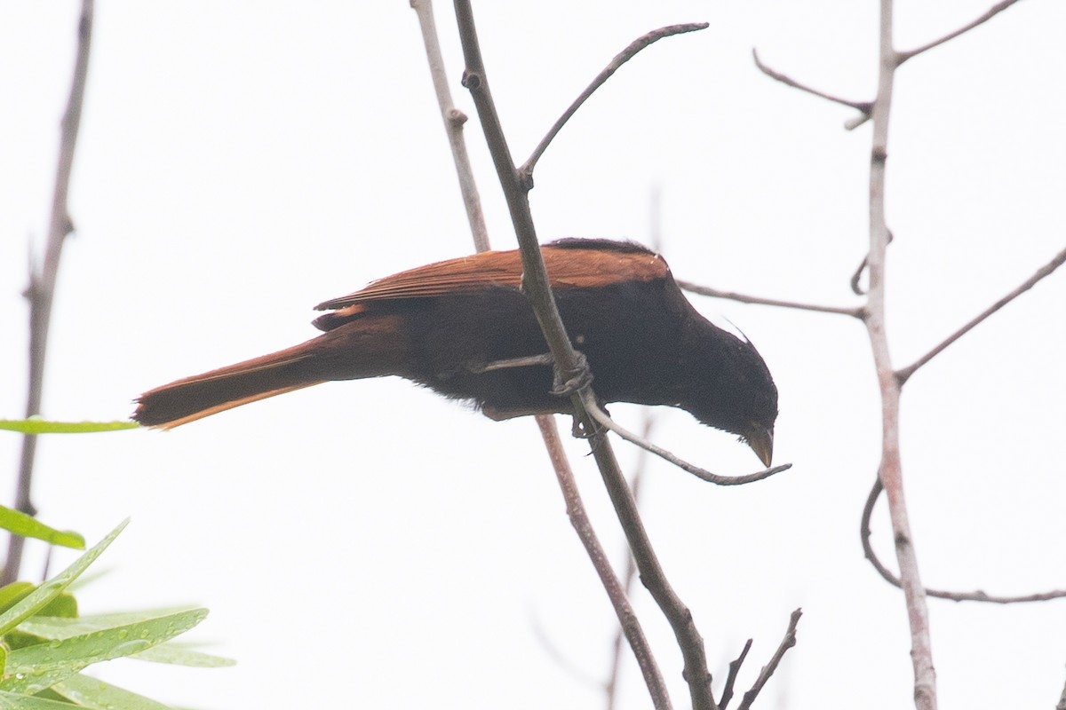 Crested Bunting - ML595733951