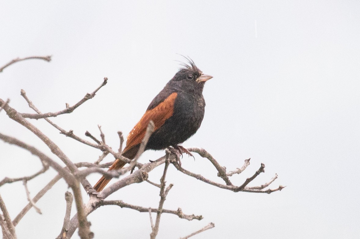 Crested Bunting - ML595734061