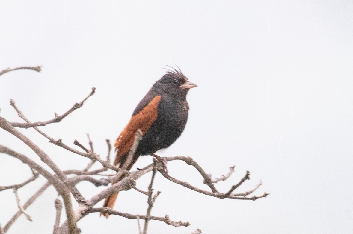 Crested Bunting - ML595734071