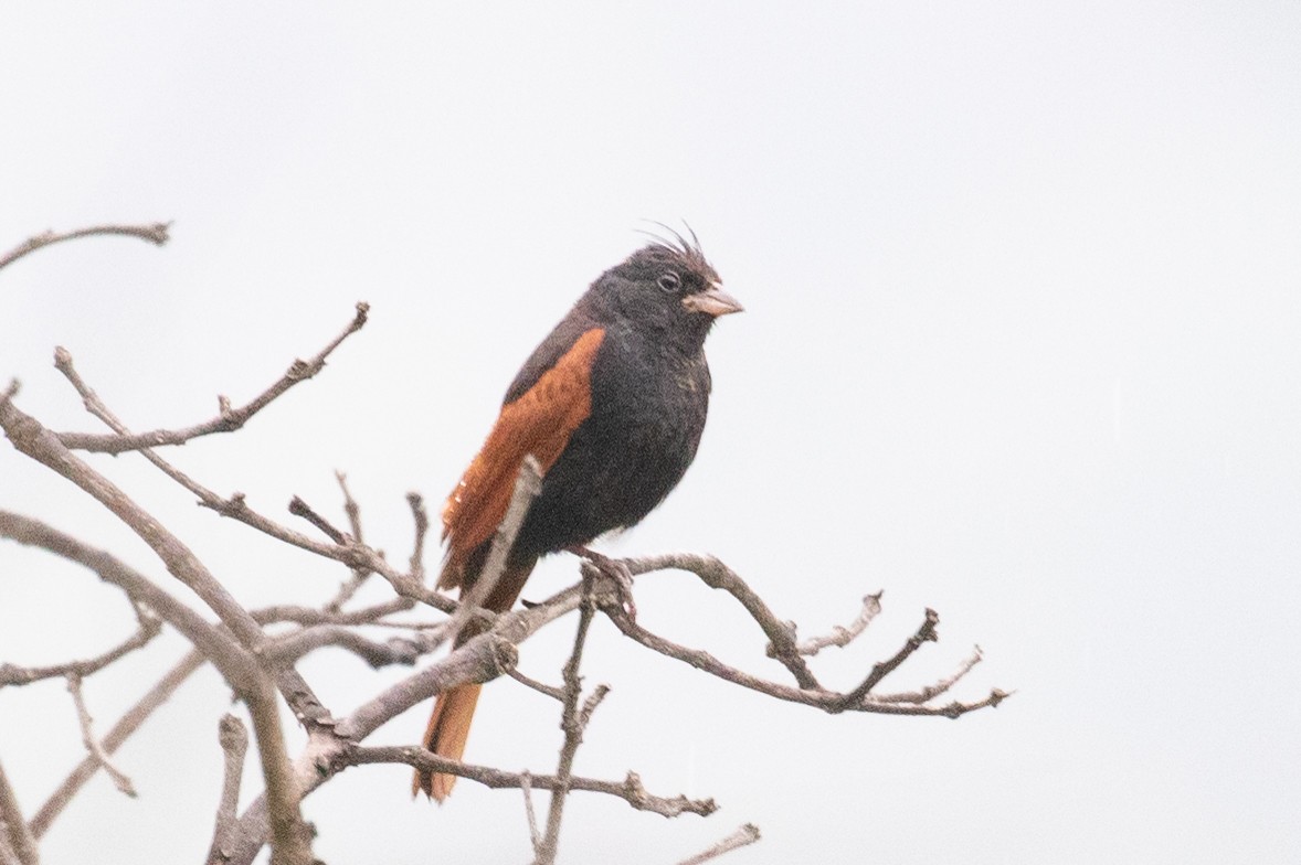 Crested Bunting - ML595734091