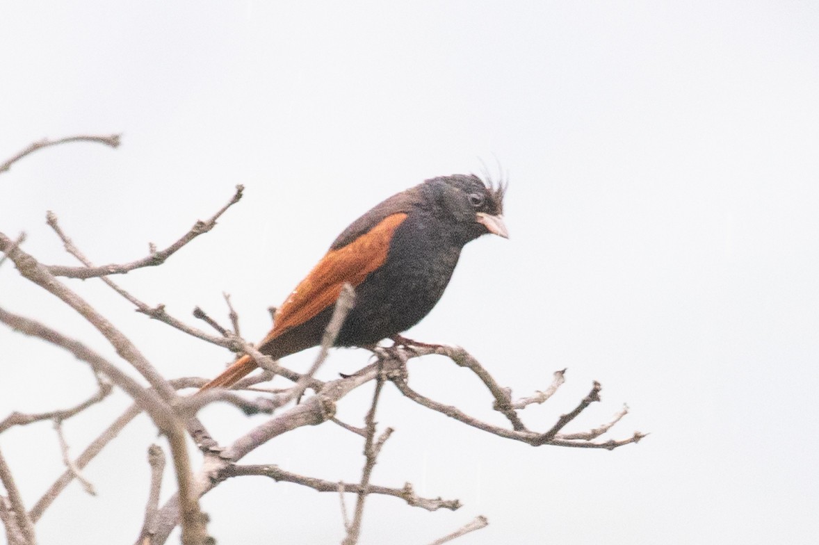 Crested Bunting - ML595734101