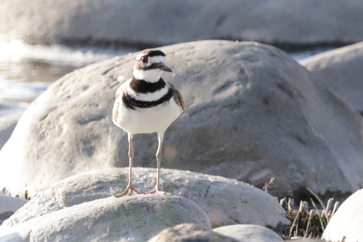 Killdeer - ML595734311