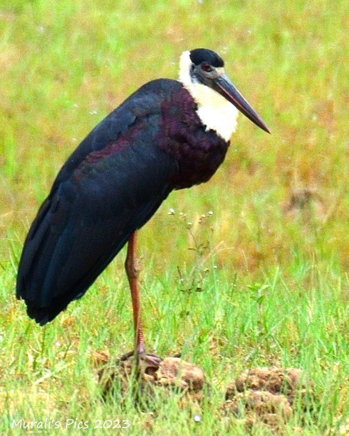 Asian Woolly-necked Stork - Murali Rajagopalan