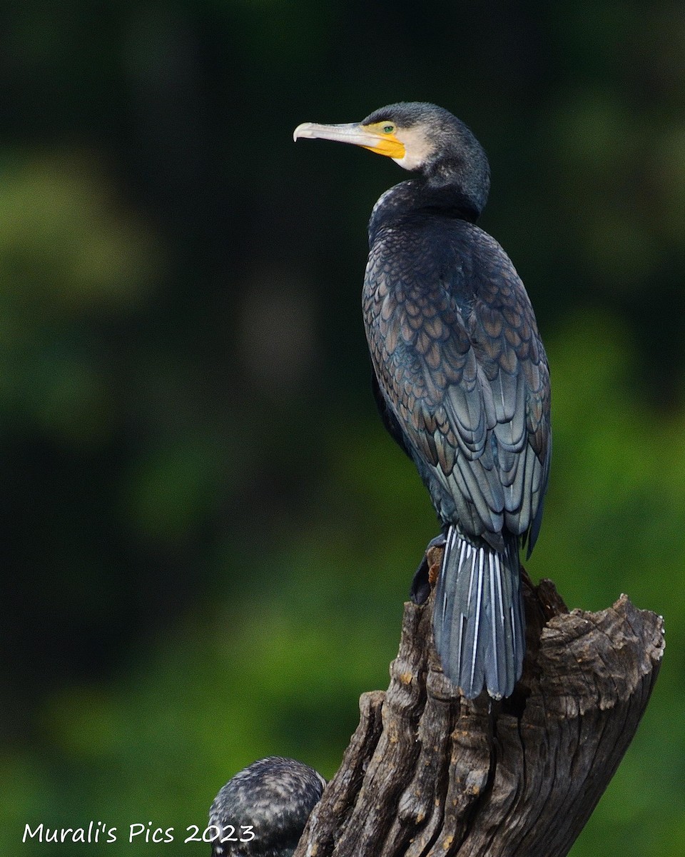 Great Cormorant - Murali Rajagopalan