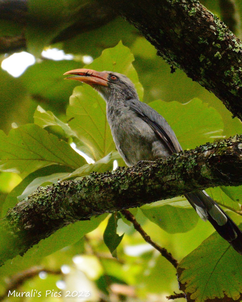 Malabar Gray Hornbill - Murali Rajagopalan