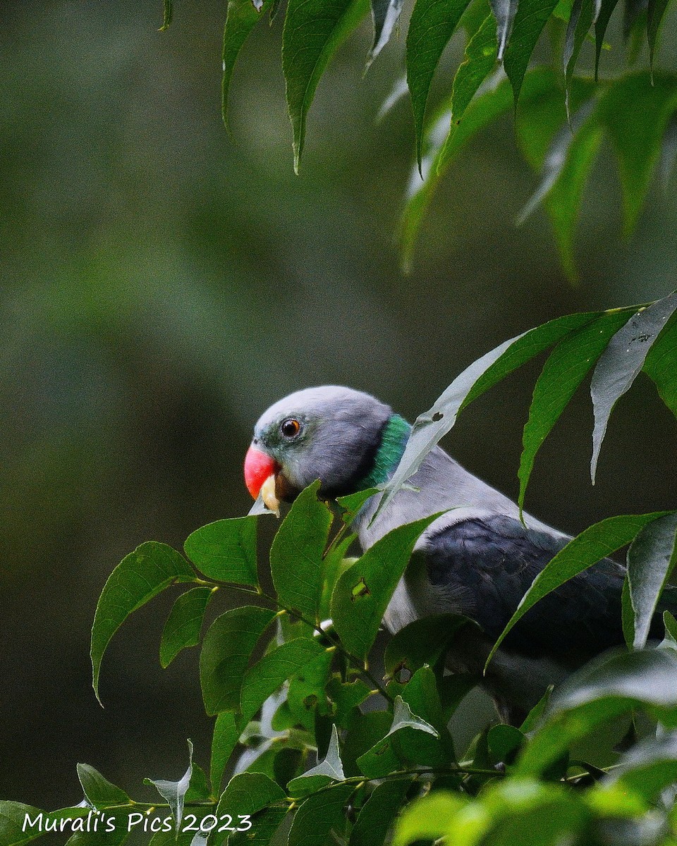 Malabar Yeşil Papağanı - ML595735841