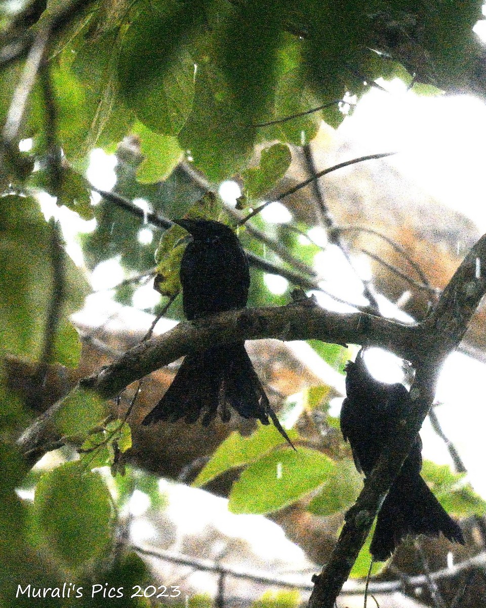 Greater Racket-tailed Drongo - Murali Rajagopalan