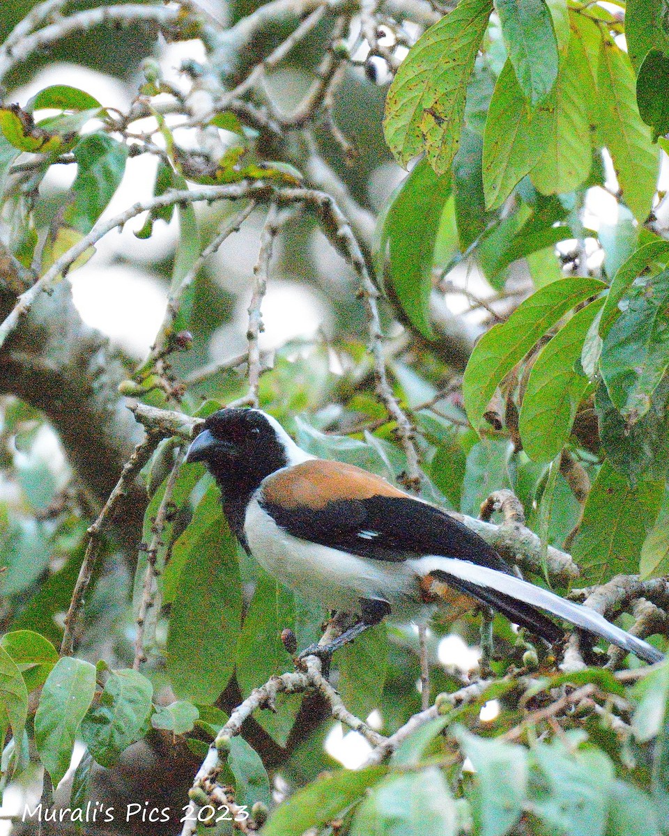 White-bellied Treepie - ML595736081