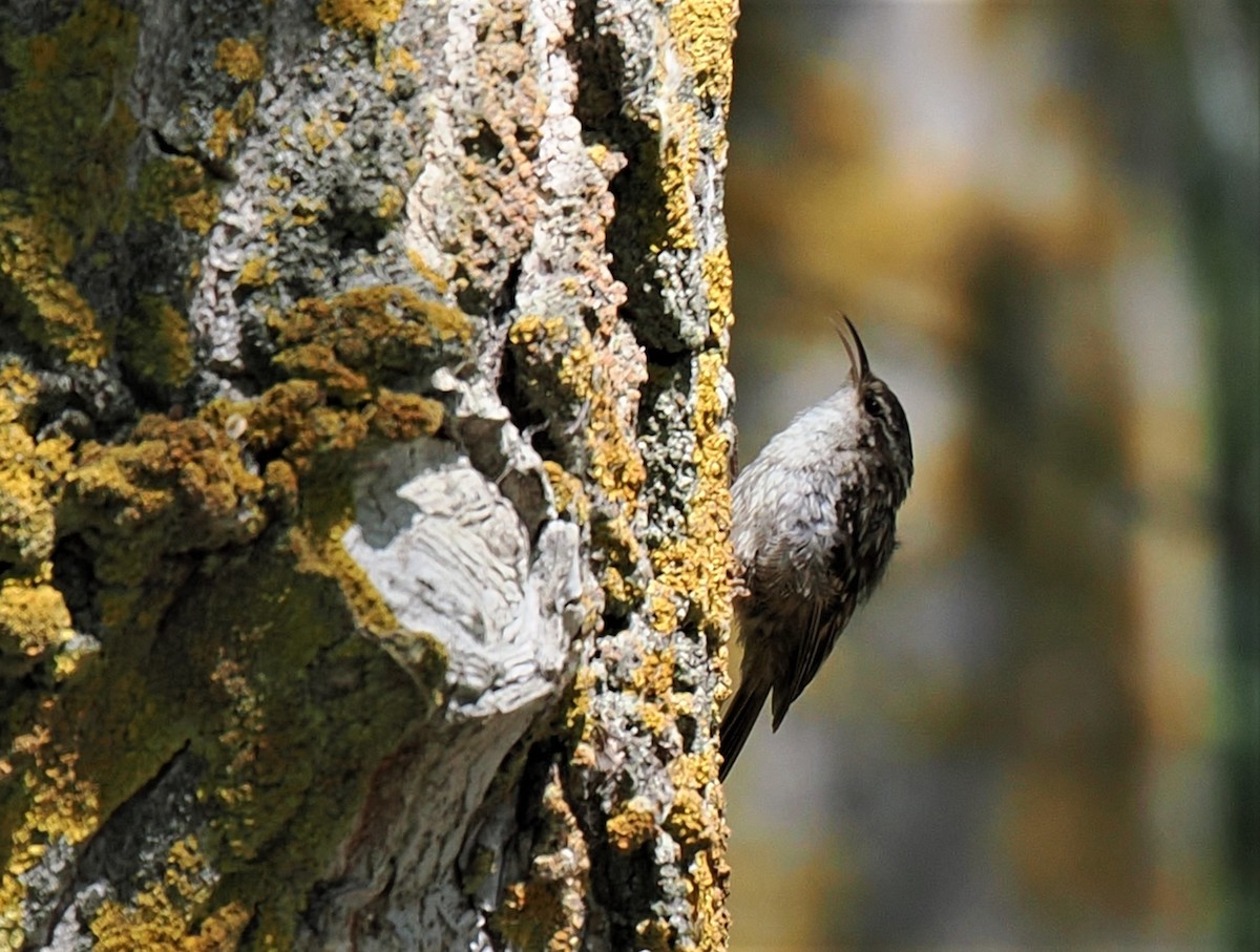 Short-toed Treecreeper - ML595736091