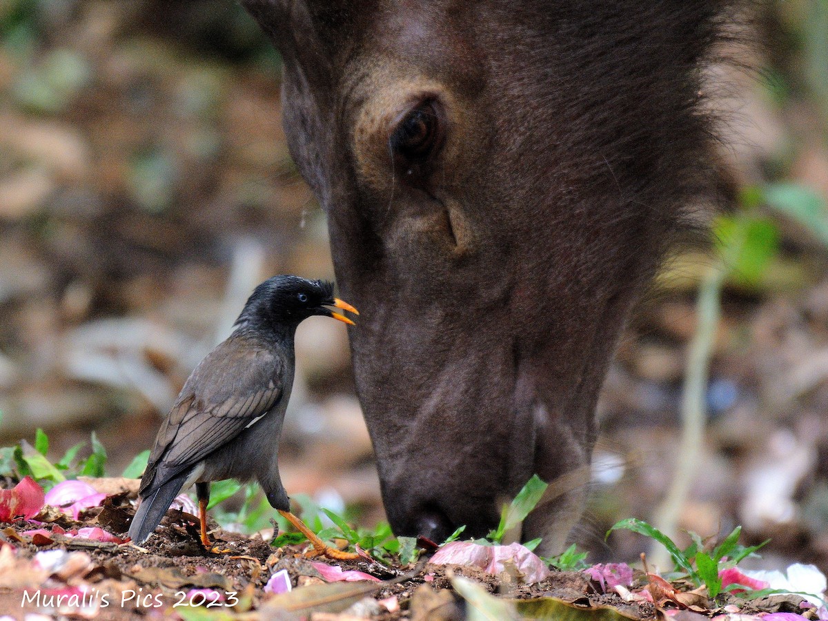 Jungle Myna - Murali Rajagopalan