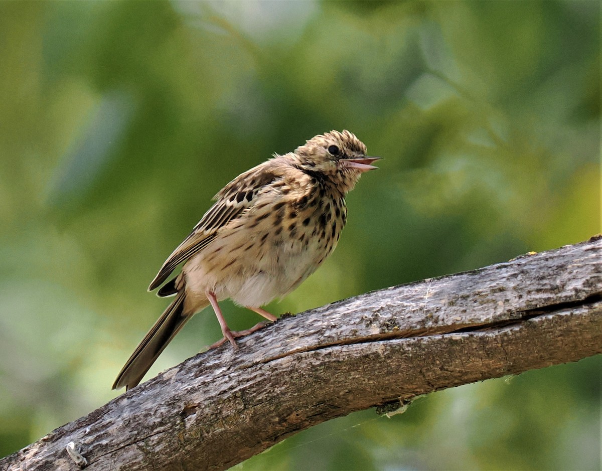Tree Pipit - Rafael Hermosilla Ortega