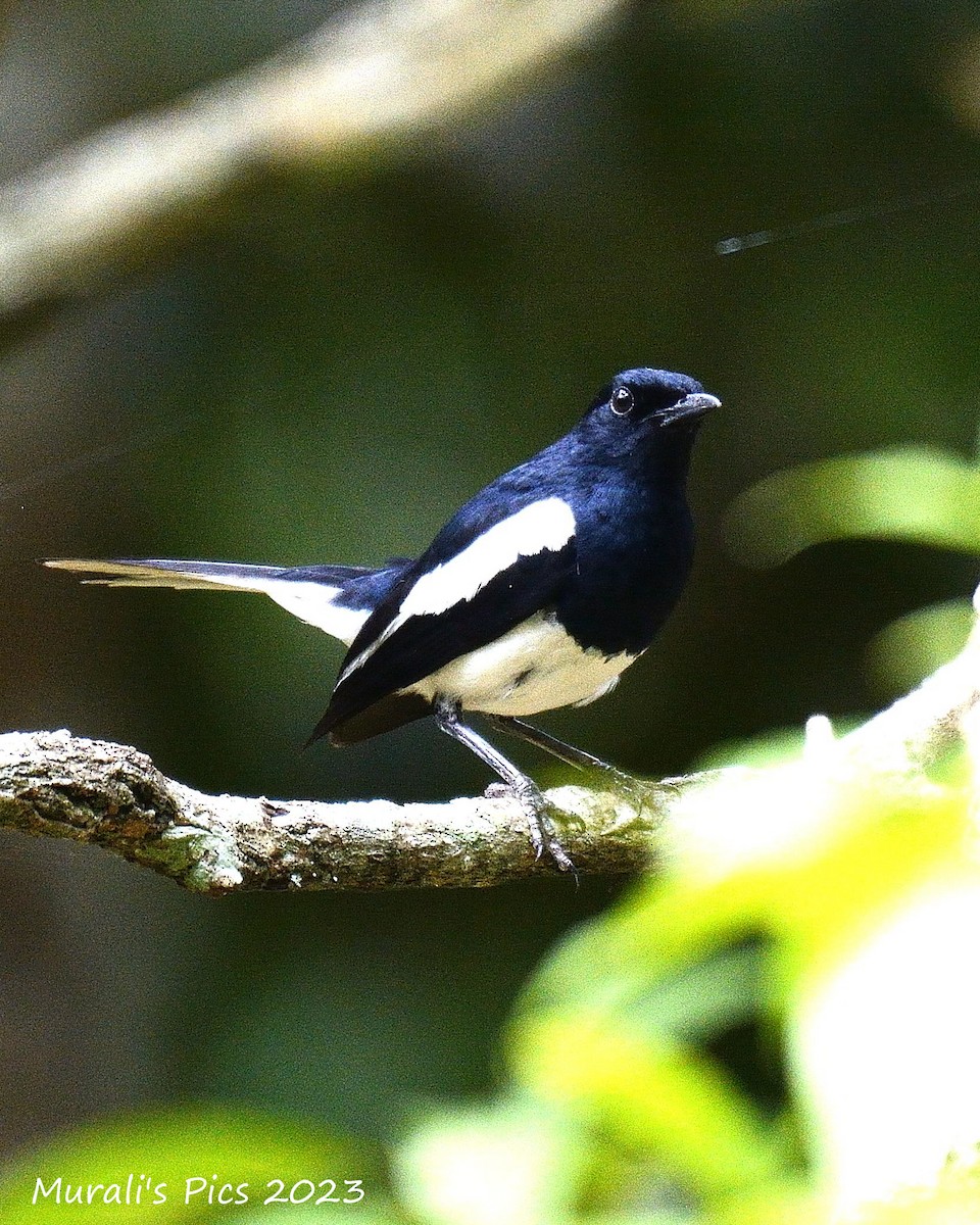 Oriental Magpie-Robin - ML595736301