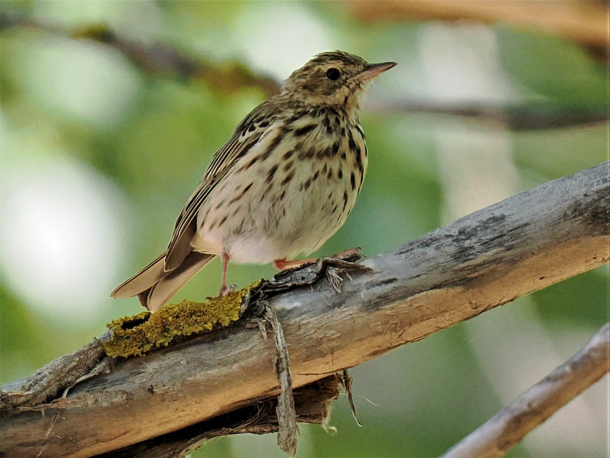 Tree Pipit - Rafael Hermosilla Ortega