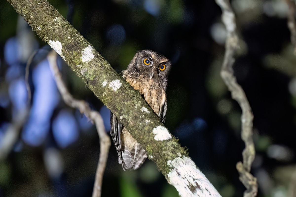 Tawny-bellied Screech-Owl - ML595736491
