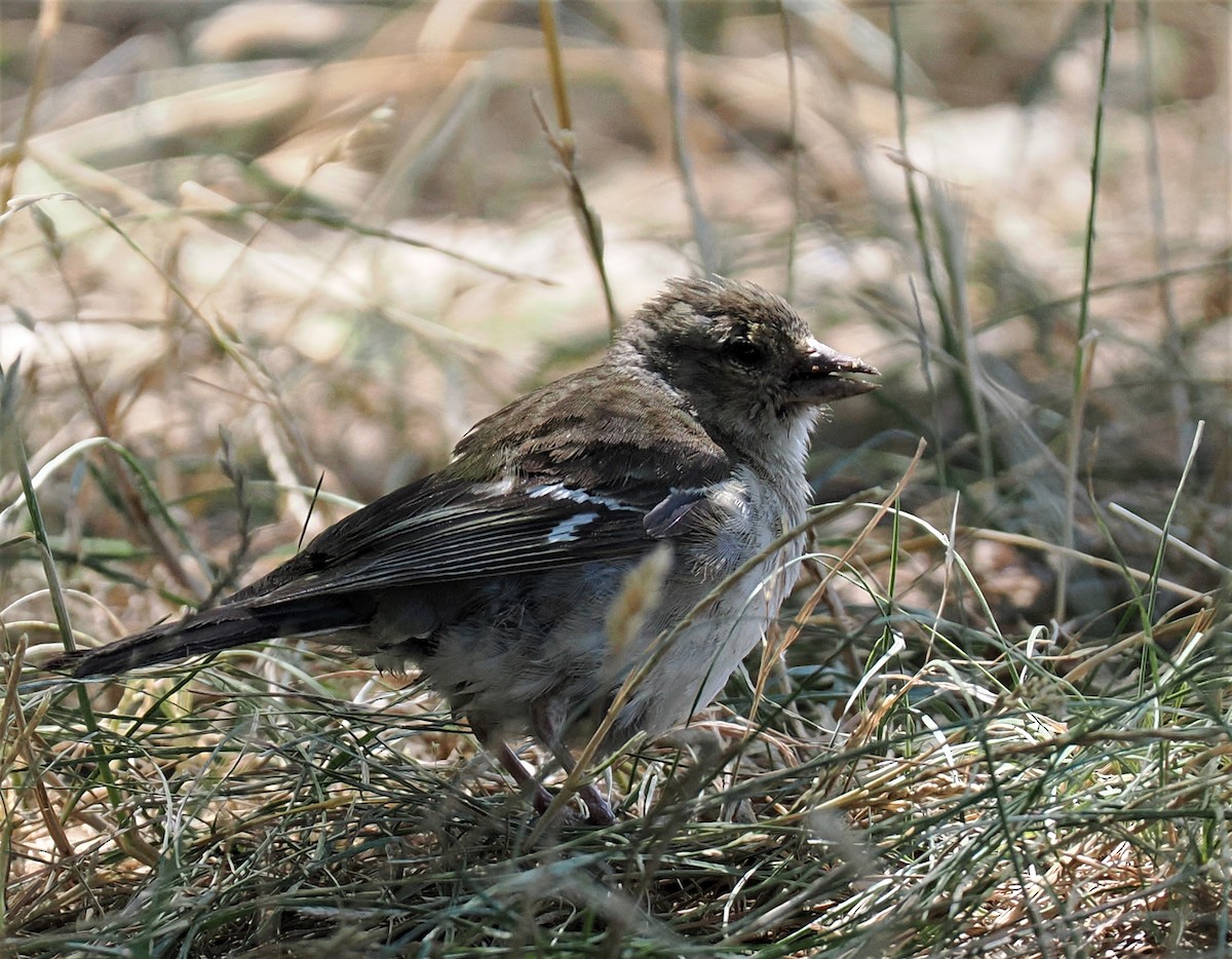 Common Chaffinch - ML595736611