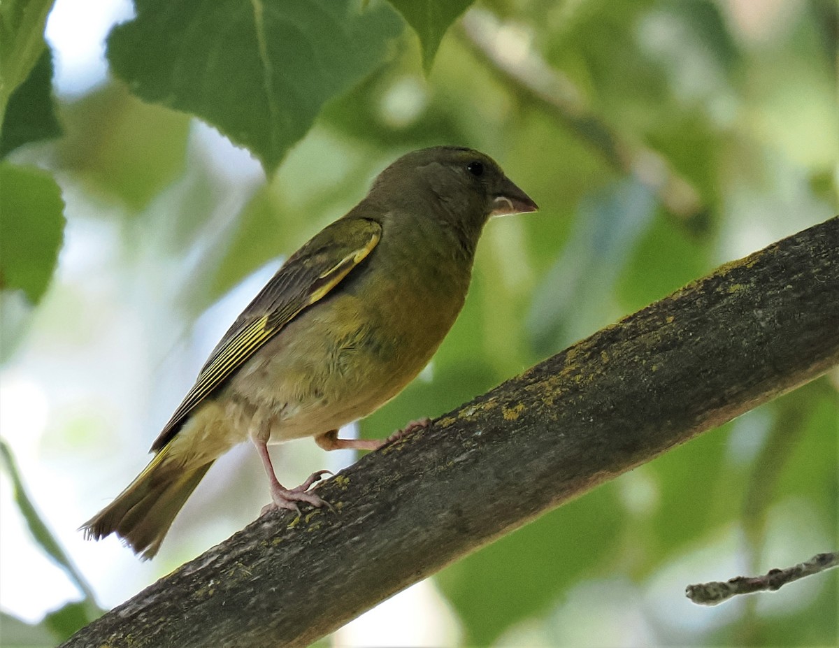 European Greenfinch - ML595736661