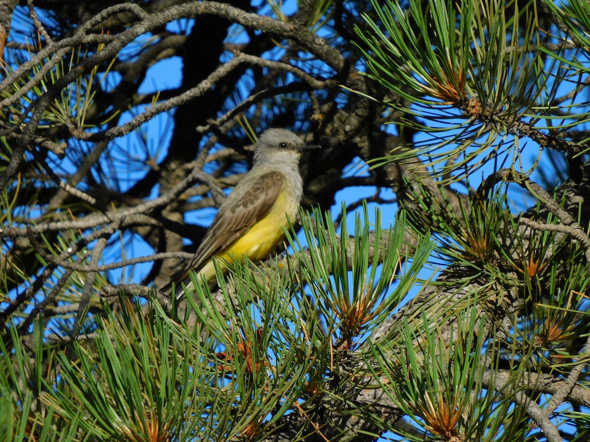 Western Kingbird - ML595737441