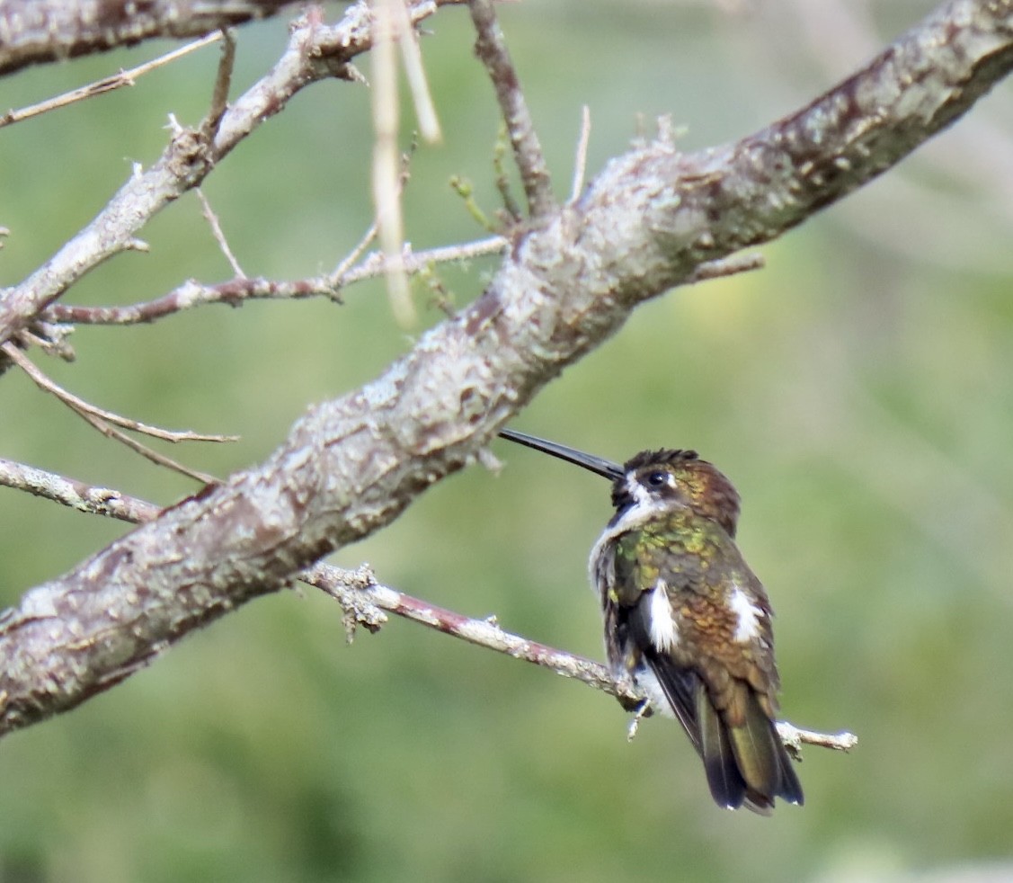 Long-billed Starthroat - Karen Rubinstein