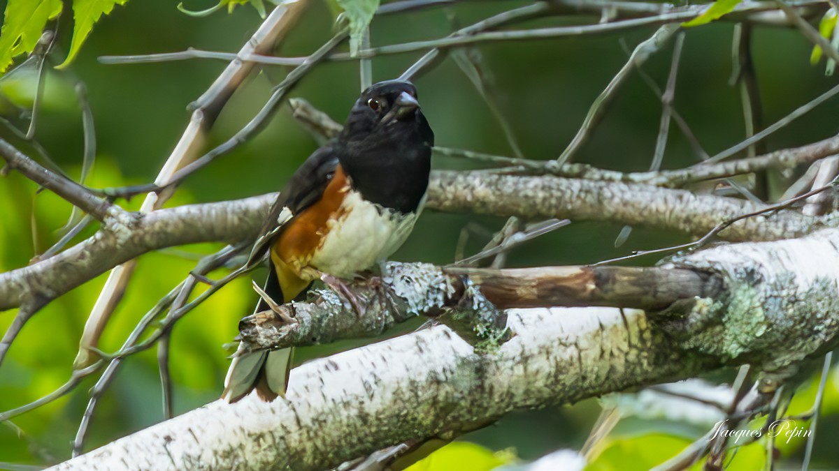 Eastern Towhee - ML595737601