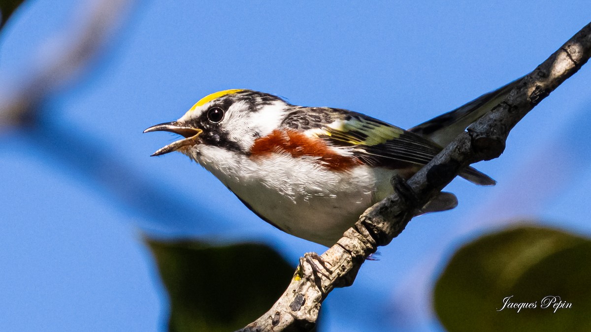 Chestnut-sided Warbler - ML595737631