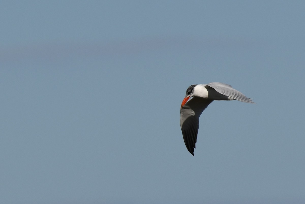 Caspian Tern - ML59573791