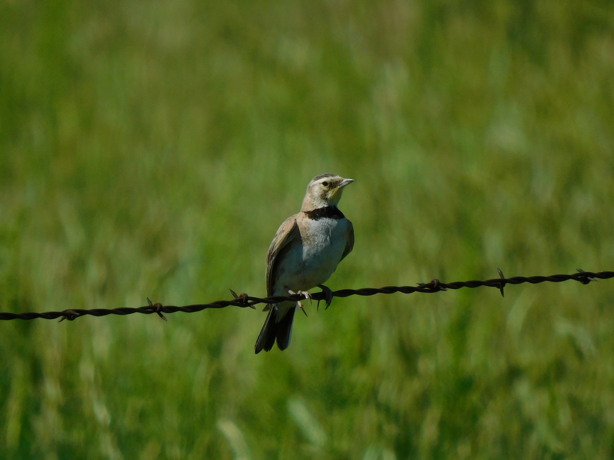 Horned Lark - ML595737931