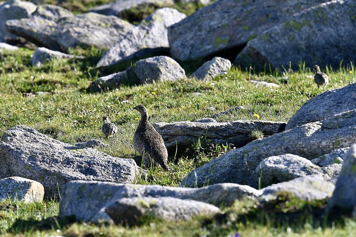 Rock Ptarmigan - ML595738651