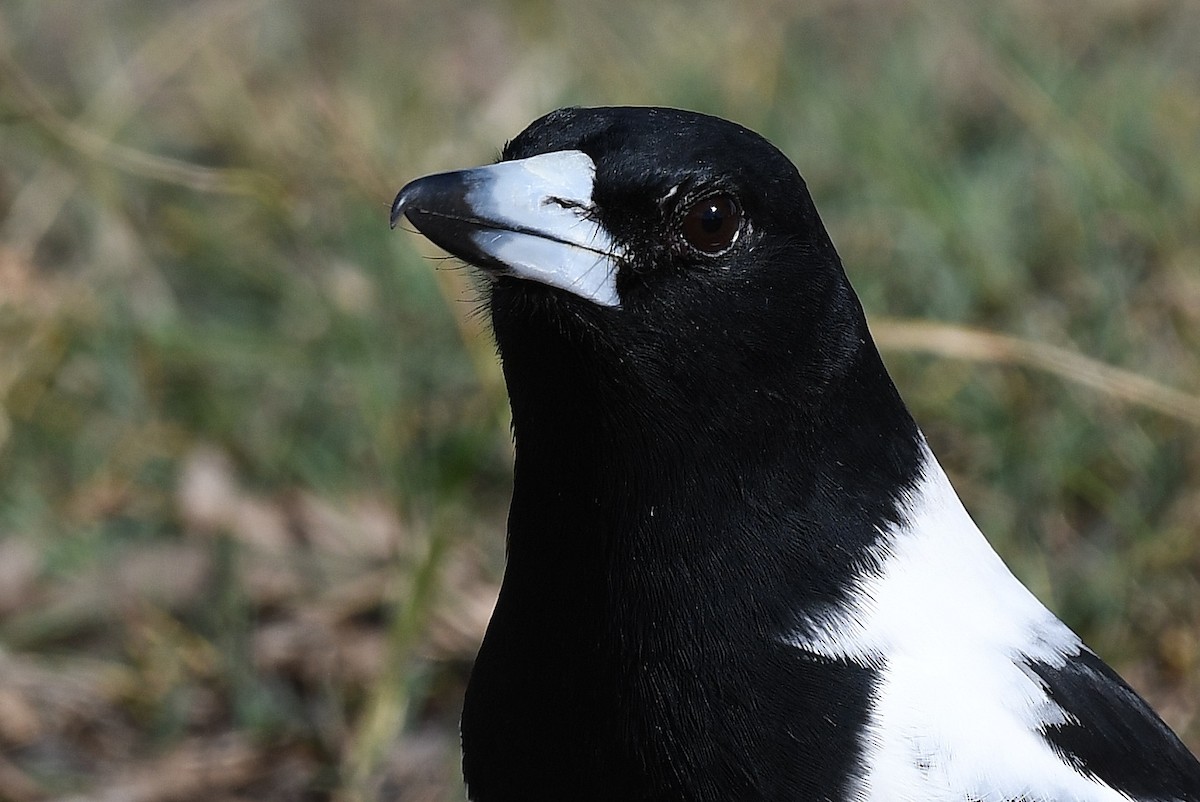 Pied Butcherbird - ML59573951