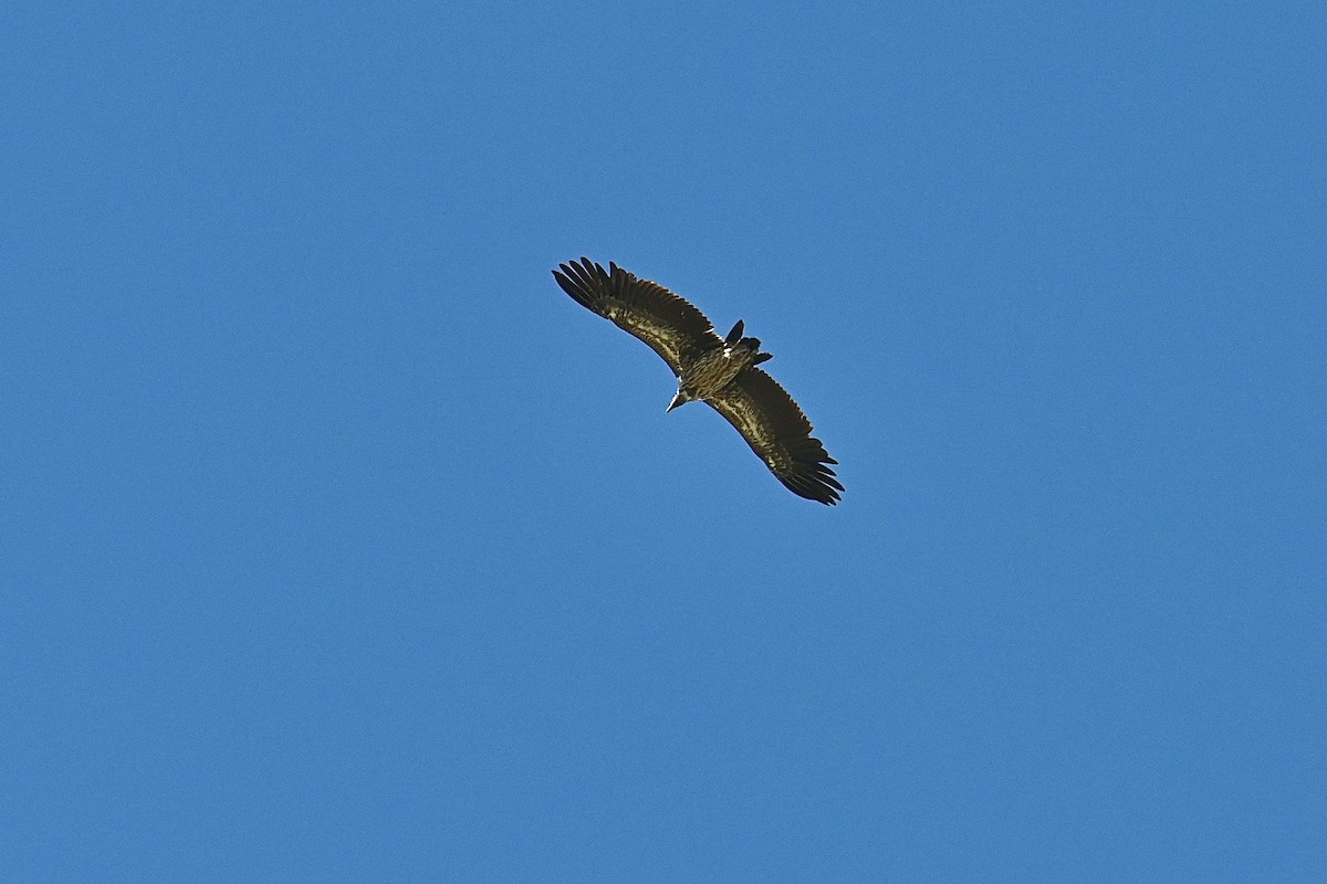 Himalayan Griffon - Dong Qiu