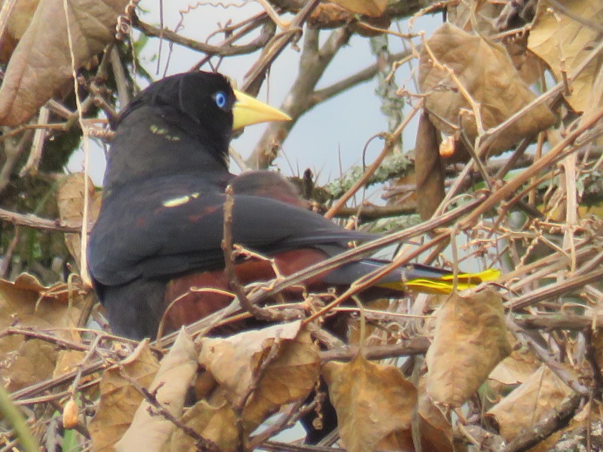 Crested Oropendola - ML595740371