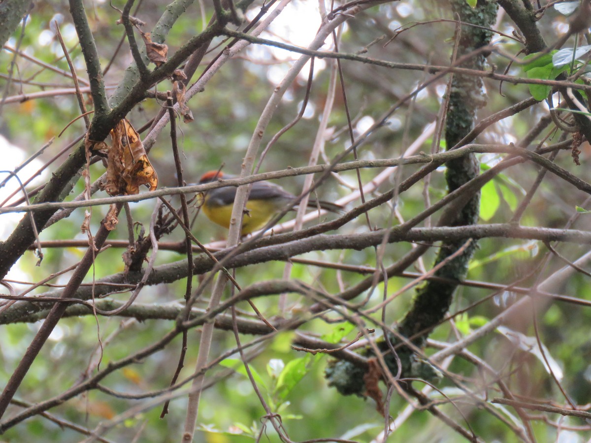 Brown-capped Redstart - ML595740511