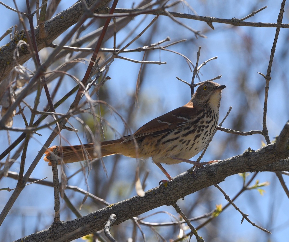 Brown Thrasher - Wendy Hill