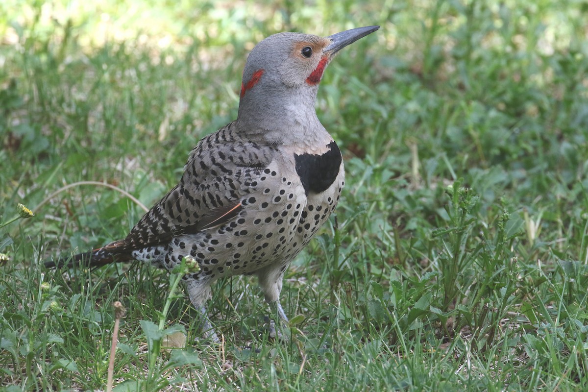 Northern Flicker (Yellow-shafted x Red-shafted) - ML59574081