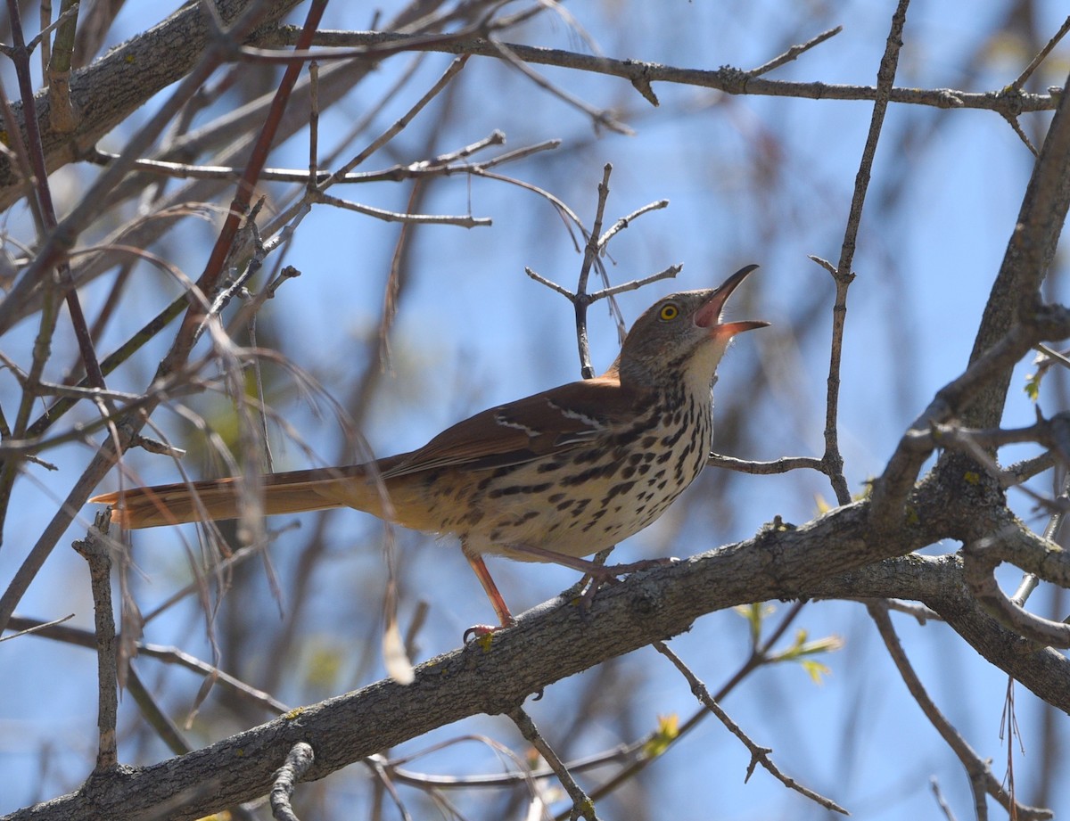 Brown Thrasher - ML595740841