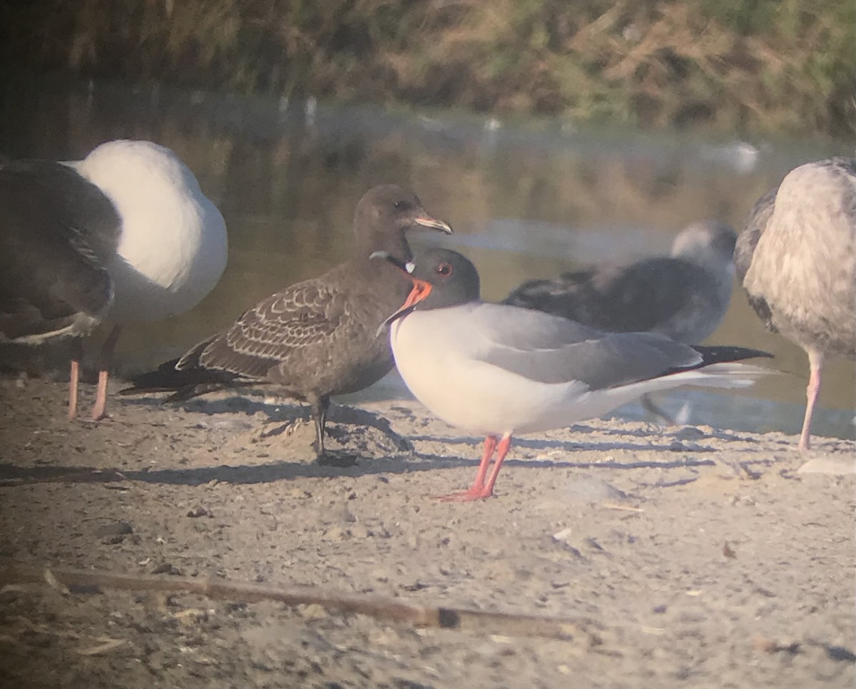 Swallow-tailed Gull - ML595741401