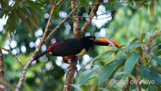 Fiery-billed Aracari - ML595741471