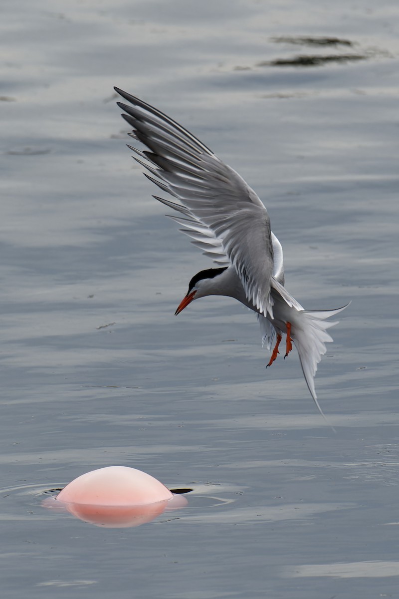 Common Tern - ML595742751