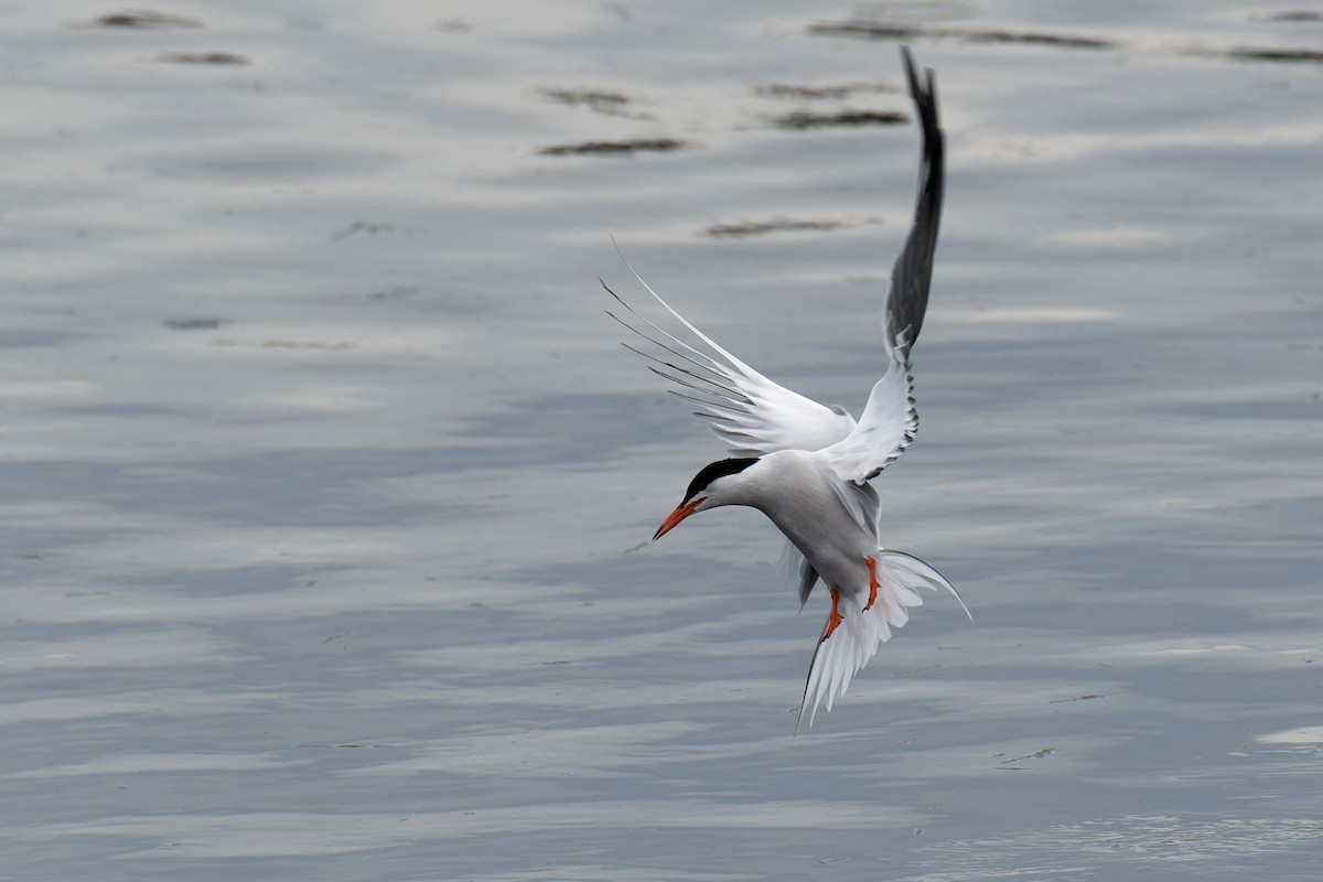Common Tern - Nathan Hentze
