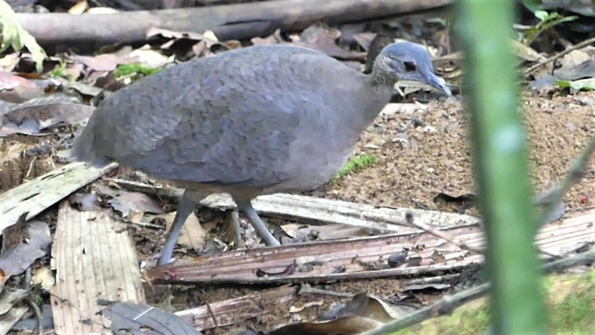 Great Tinamou - ML595742831