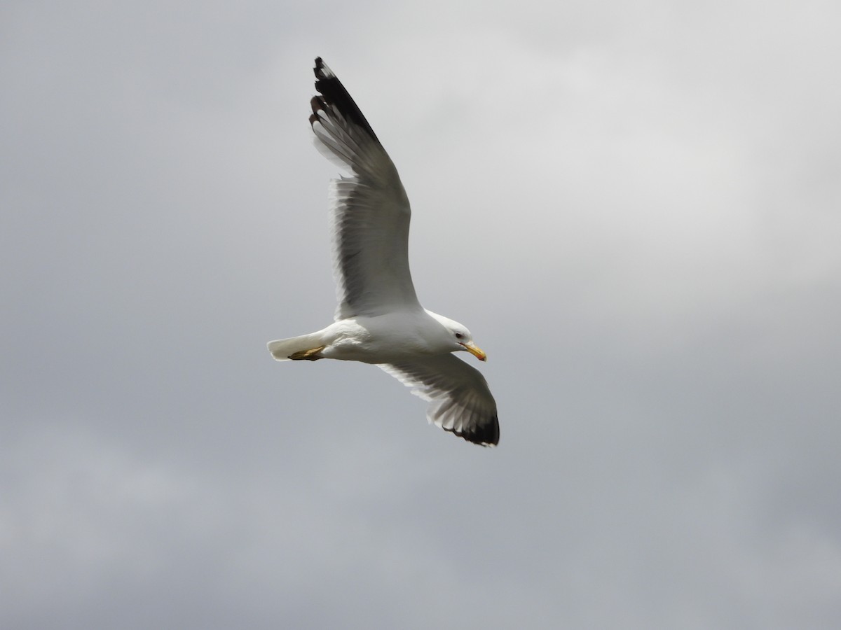 California Gull - ML595743041