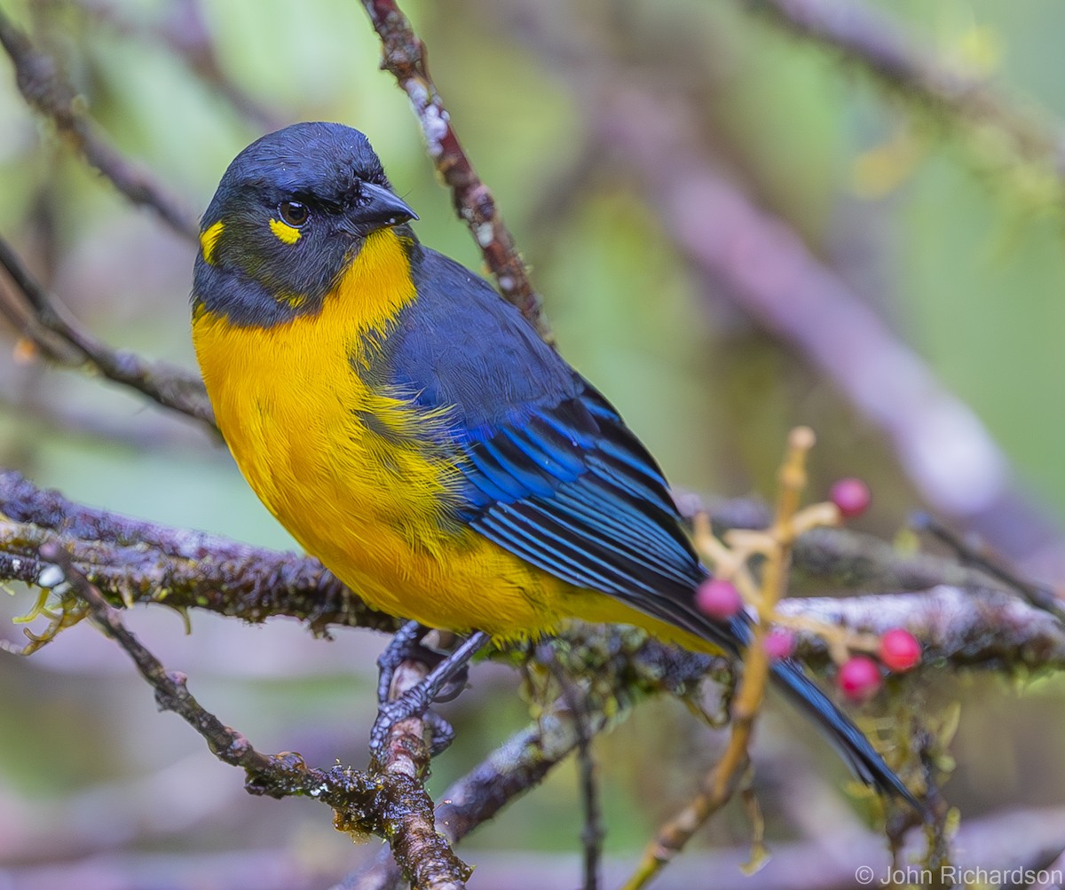 Lacrimose Mountain Tanager - ML595743471