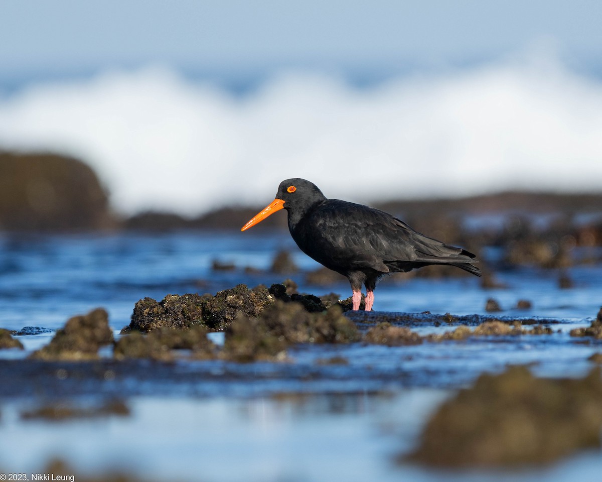 Sooty Oystercatcher - ML595744201