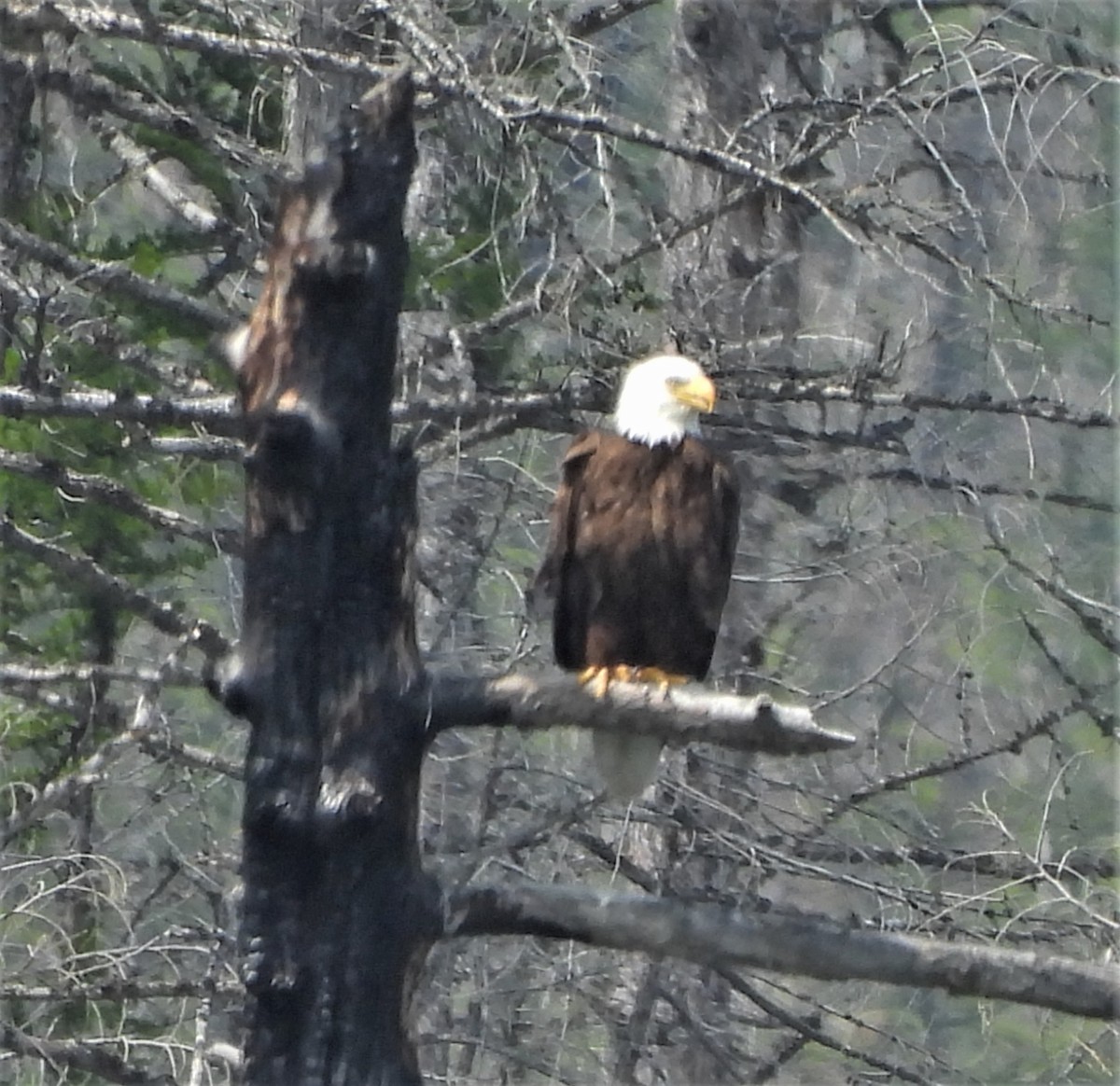 Bald Eagle - ML595744221