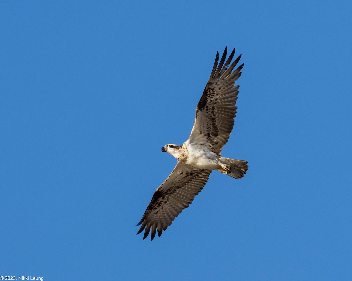 Osprey - ML595744291