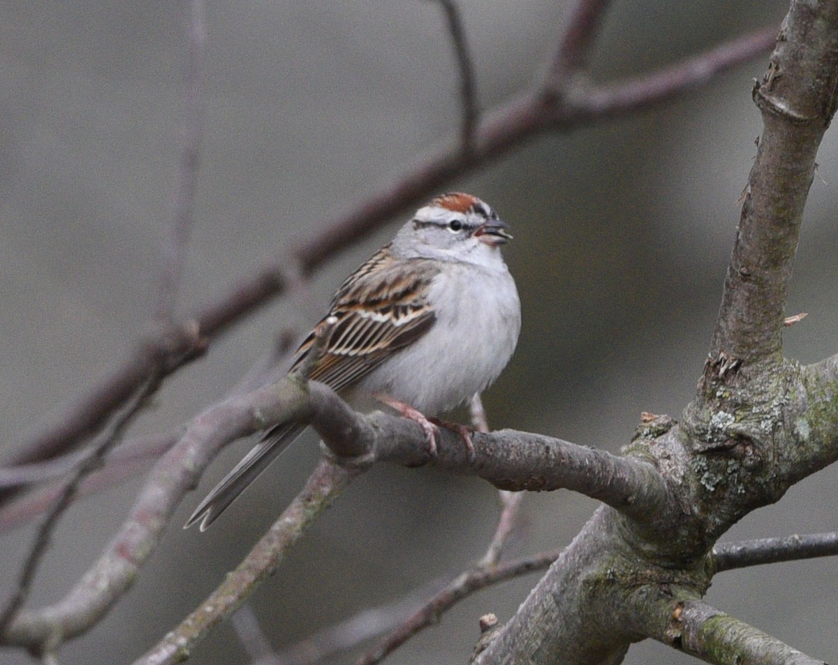 Chipping Sparrow - Wendy Hill